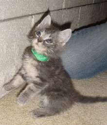 [another picture of Simba, a Domestic Medium Hair gray tabby\ cat] 