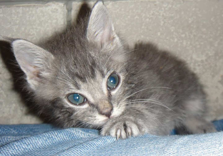 [picture of Simba, a Domestic Medium Hair gray tabby cat]