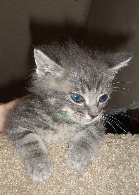 [picture of Simba, a Domestic Medium Hair gray tabby cat]