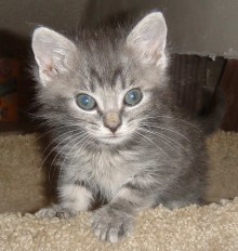 [picture of Simba, a Domestic Medium Hair gray tabby\ cat] 