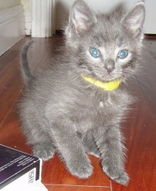 [another picture of Wilbur, a Domestic Short Hair gray\ cat] 