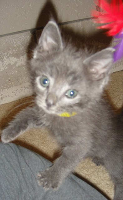 [picture of Wilbur, a Domestic Short Hair gray cat]