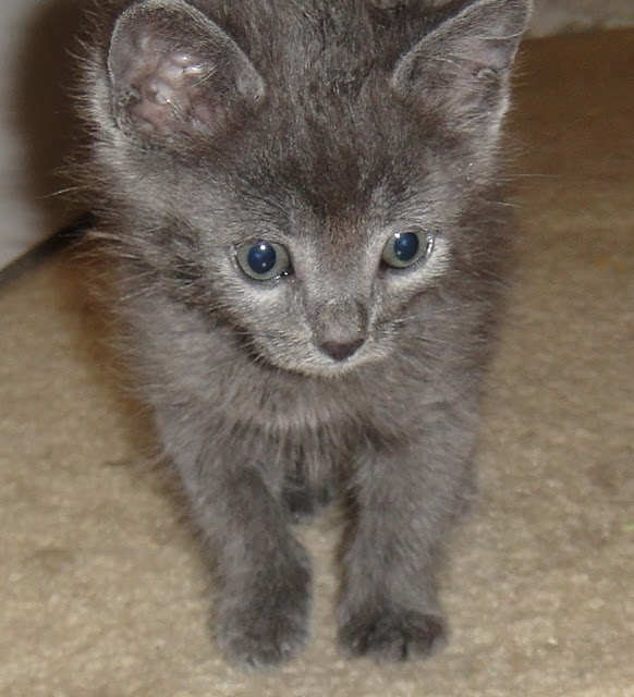 [picture of Wilbur, a Domestic Short Hair gray cat]