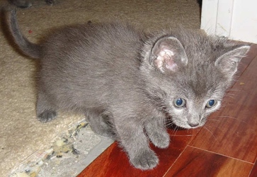[picture of Wilbur, a Domestic Short Hair gray cat]