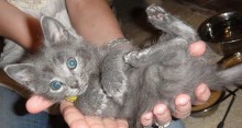 [picture of Wilbur, a Domestic Short Hair gray\ cat] 