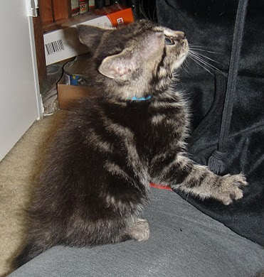[another picture of Aladdin, a Domestic Short Hair brown tabby\ cat] 