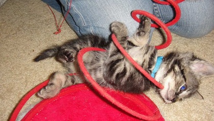 [picture of Aladdin, a Domestic Short Hair brown tabby cat]