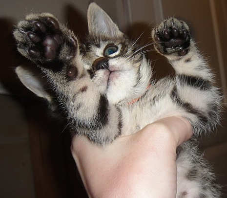 [picture of Aladdin, a Domestic Short Hair brown tabby cat]