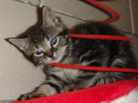 [picture of Aladdin, a Domestic Short Hair brown tabby\ cat] 