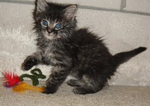 [another picture of Oliver, a Domestic Medium Hair brown tabby\ cat] 