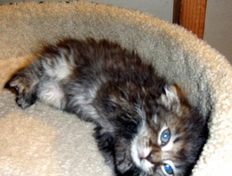 [picture of Oliver, a Domestic Medium Hair brown tabby cat]