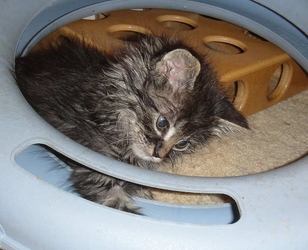 [picture of Oliver, a Domestic Medium Hair brown tabby cat]