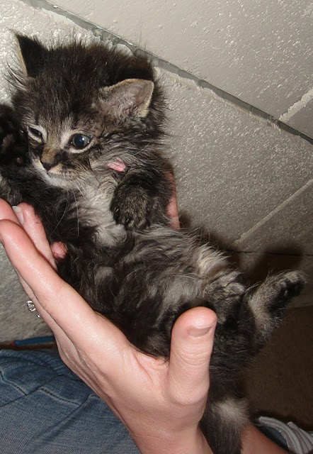 [picture of Oliver, a Domestic Medium Hair brown tabby cat]