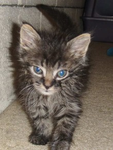 [picture of Oliver, a Domestic Medium Hair brown tabby\ cat] 