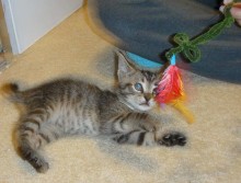 [another picture of Remy, a Domestic Short Hair brown tabby\ cat] 