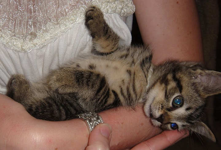 [picture of Remy, a Domestic Short Hair brown tabby cat]