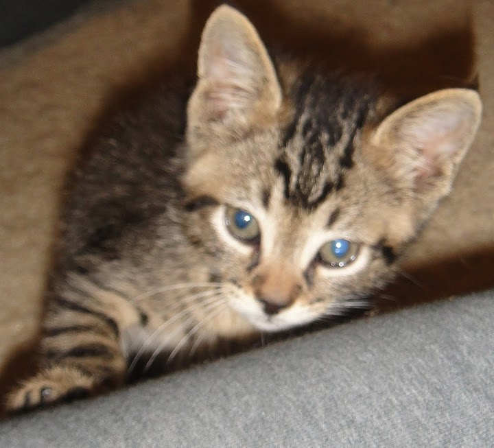 [picture of Remy, a Domestic Short Hair brown tabby cat]