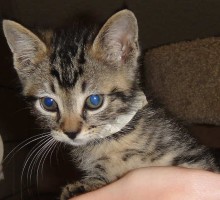 [picture of Remy, a Domestic Short Hair brown tabby\ cat] 