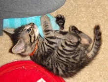 [another picture of Sulley, a Domestic Short Hair brown tabby\ cat] 