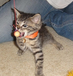 [picture of Sulley, a Domestic Short Hair brown tabby cat]
