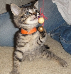 [picture of Sulley, a Domestic Short Hair brown tabby cat]