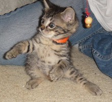 [picture of Sulley, a Domestic Short Hair brown tabby\ cat] 