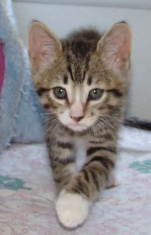 [another picture of Jimmy, a Domestic Short Hair brown tabby/white\ cat] 