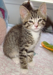 [picture of Jimmy, a Domestic Short Hair brown tabby/white cat]