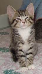 [picture of Jimmy, a Domestic Short Hair brown tabby/white cat]
