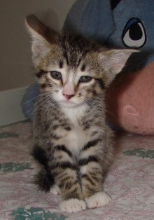 [picture of Jimmy, a Domestic Short Hair brown tabby/white\ cat] 
