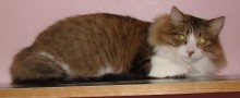 [another picture of Lenny, a Domestic Long Hair tabby/white\ cat] 