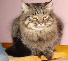 [another picture of Benny, a Domestic Long Hair tabby\ cat] 