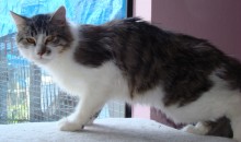 [another picture of Lucky, a Domestic Medium Hair white/tabby\ cat] 