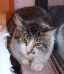 [picture of Lucky, a Domestic Medium Hair white/tabby\ cat] 