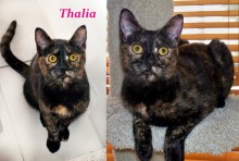 [another picture of Thalia, a Domestic Short Hair tortoiseshell\ cat] 