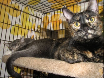 [picture of Thalia, a Domestic Short Hair tortoiseshell cat]