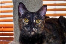 [picture of Thalia, a Domestic Short Hair tortoiseshell\ cat] 