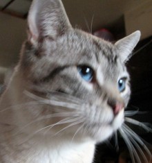 [another picture of Mr. Pibbles, a Siamese/Domestic Short Hair-x lynxpoint\ cat] 