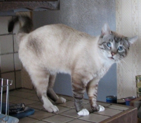 [picture of Mr. Pibbles, a Siamese/Domestic Short Hair-x lynxpoint cat]