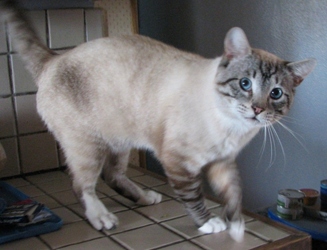 [picture of Mr. Pibbles, a Siamese/Domestic Short Hair-x lynxpoint cat]