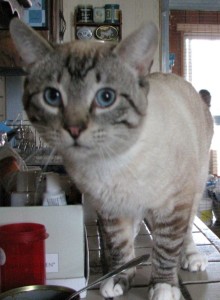 [picture of Mr. Pibbles, a Siamese/Domestic Short Hair-x lynxpoint\ cat] 