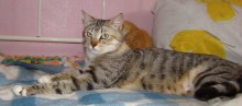 [another picture of Tanya, a Domestic Short Hair dilute tortoiseshell tabby\ cat] 