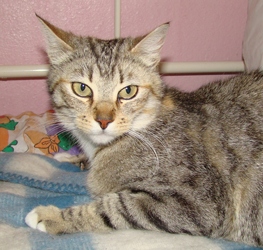 [picture of Tanya, a Domestic Short Hair dilute tortoiseshell tabby cat]