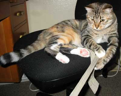 [picture of Tanya, a Domestic Short Hair dilute tortoiseshell tabby cat]