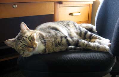 [picture of Tanya, a Domestic Short Hair dilute tortoiseshell tabby cat]