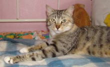 [picture of Tanya, a Domestic Short Hair dilute tortoiseshell tabby\ cat] 