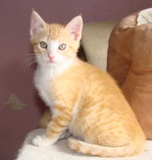 [another picture of Simba, a Domestic Short Hair orange/white\ cat] 