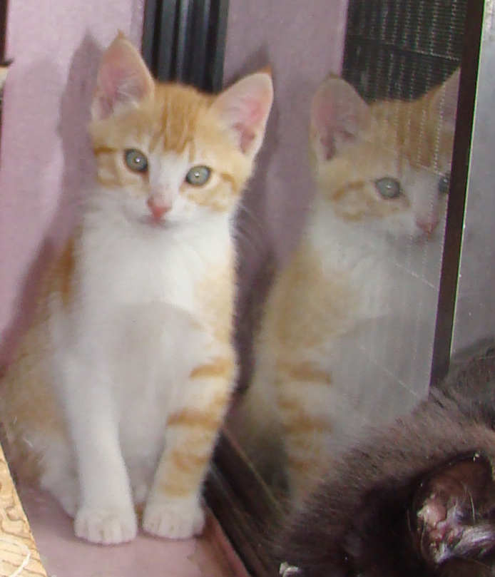 [picture of Simba, a Domestic Short Hair orange/white cat]