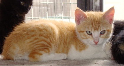 [picture of Simba, a Domestic Short Hair orange/white cat]