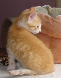[picture of Simba, a Domestic Short Hair orange/white cat]